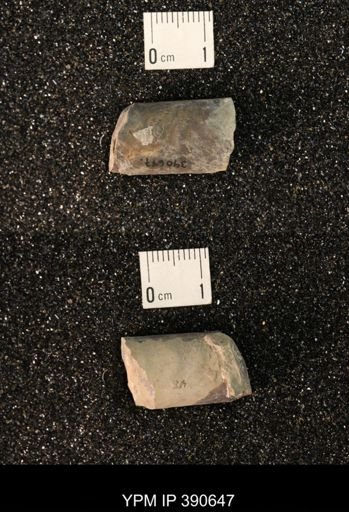 Baculites sp.