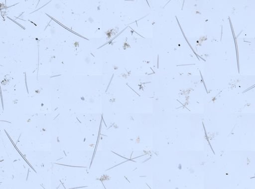 Halichondria sp.