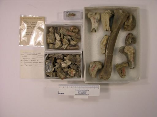 Hyrachyus cf. affinis