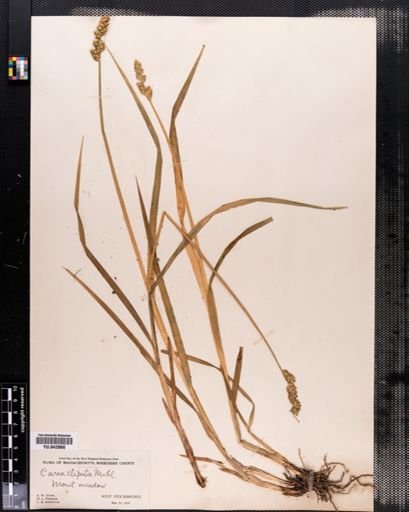 Carex stipata