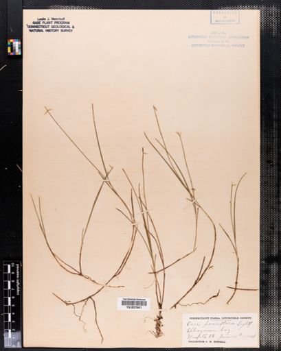 Carex pauciflora