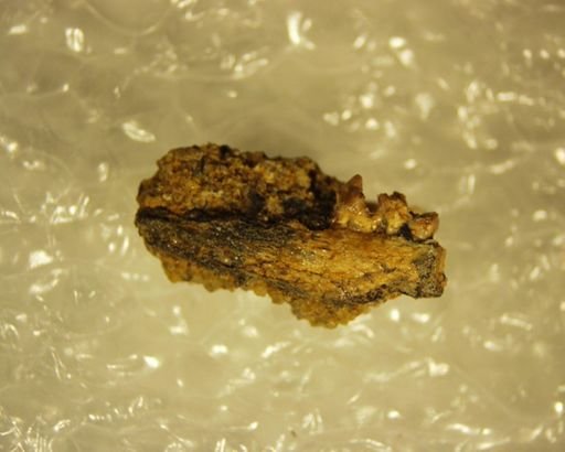 Adapisoricidae?