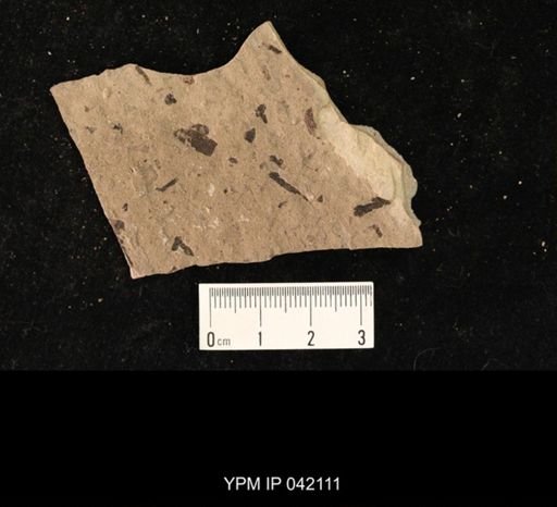 undet. Hymenoptera