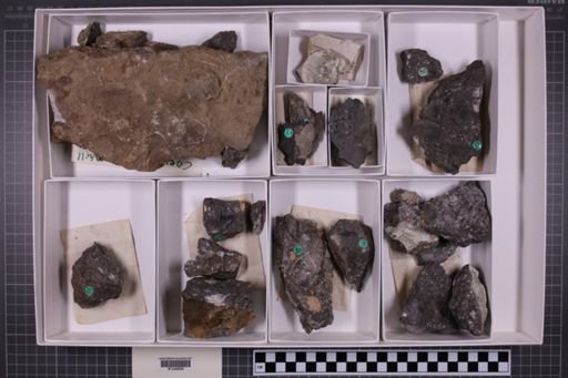 mixed taxa, stratigraphic collection