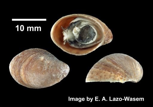 Crepidula convexa