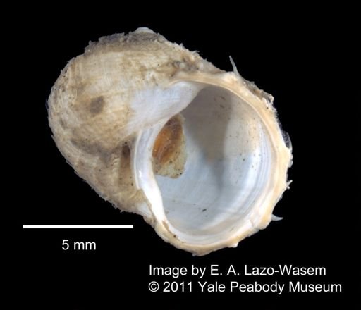 Torellia fimbriata