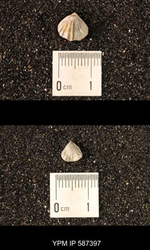 Camarotoechia whitei