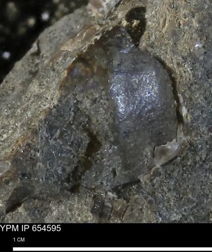 undet. Mollusca