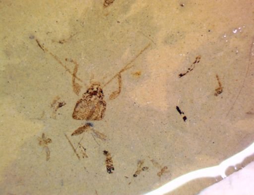 undet. Hexapoda
