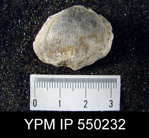 Linoproductus cora