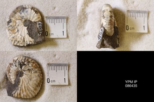 undet. Scaphitidae