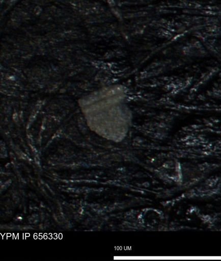 Coccolthiophyceae