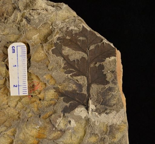 Winthropteris ovalis