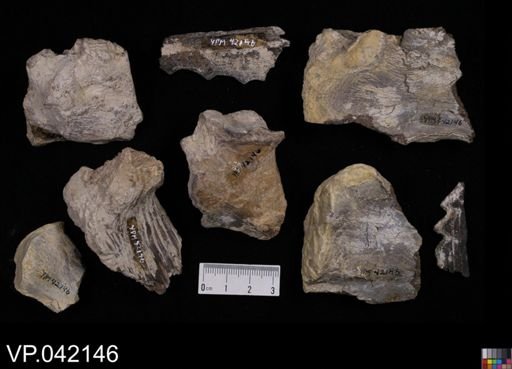undet. Actinopterygii