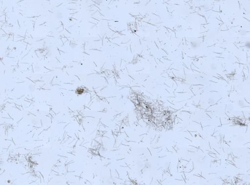 Haliclona sp.