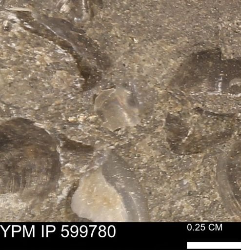 Protocardia subquadrata