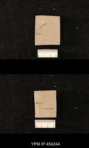 undet. Lepidoptera