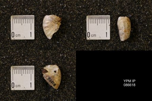 Hoploscaphites birkelundi