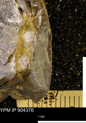 undet. Mollusca