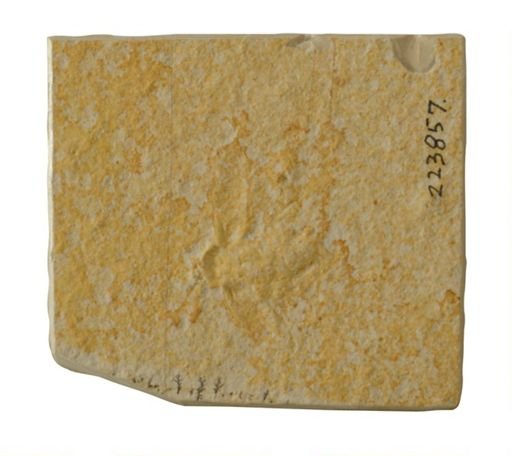 Lithoblatta lithophila