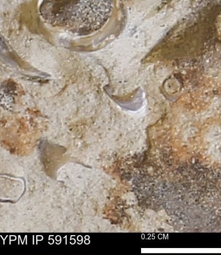 Serpulidae