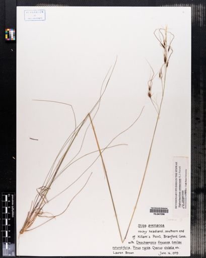 Piptochaetium avenaceum
