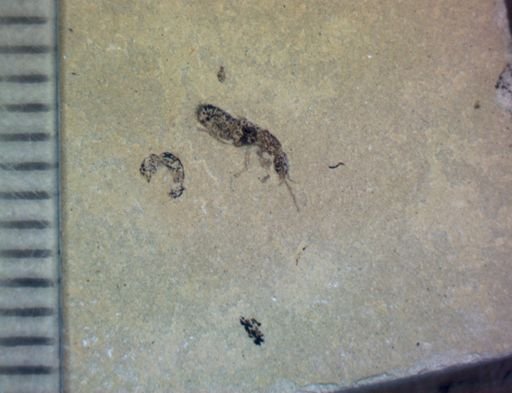 undet. Staphylinidae