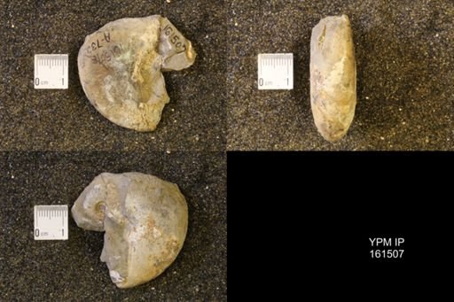 Hoploscaphites nicolletii