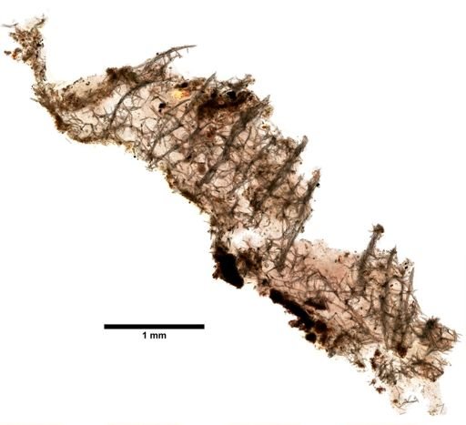 Haliclona canaliculata