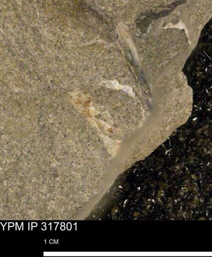 undet. Bivalvia