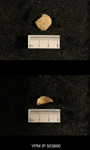 Astartella concentrica