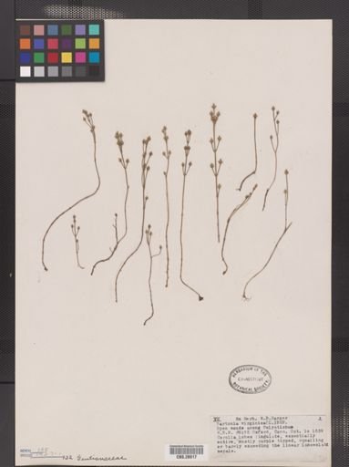 Bartonia virginica