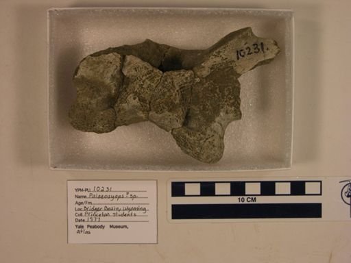 Palaeosyops?