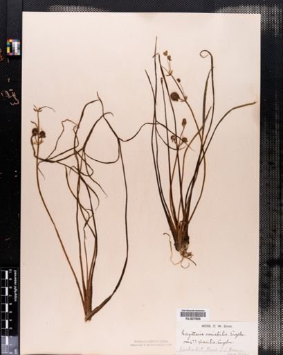 Sagittaria latifolia