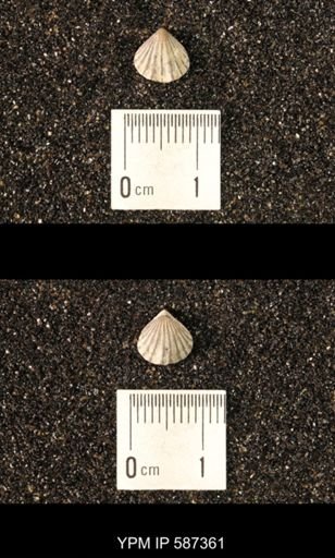 Camarotoechia whitei