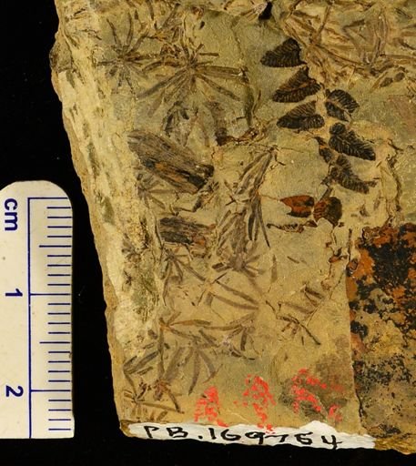 Asterophyllites sp.