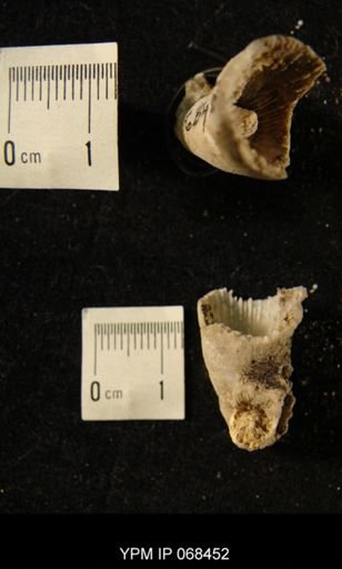 Streptelasma sp.