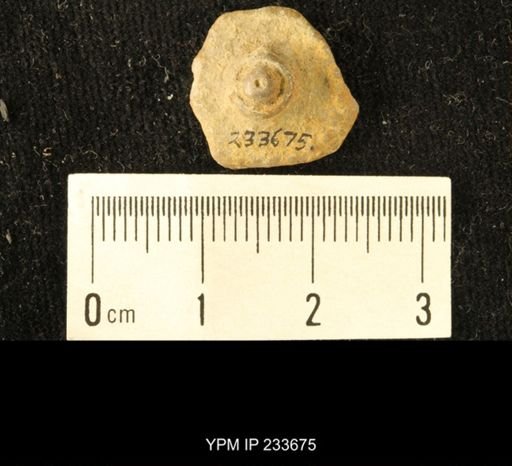 Archaeocidaris sp.