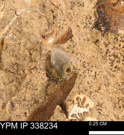 undet. Bivalvia