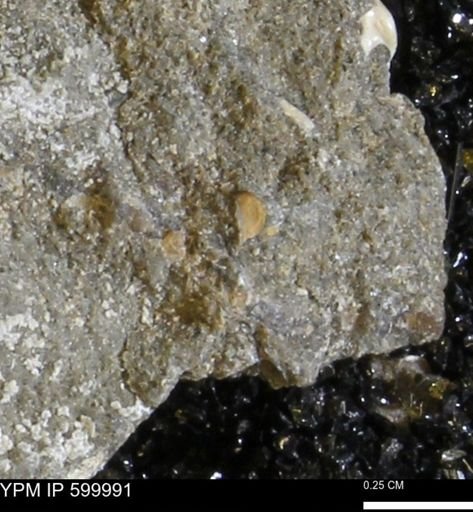undet. Bivalvia
