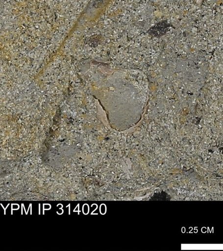 undet. Mollusca