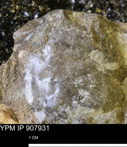 undet. Bivalvia