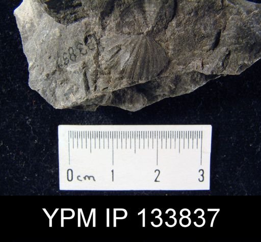 Stropheodonta inaequistriata