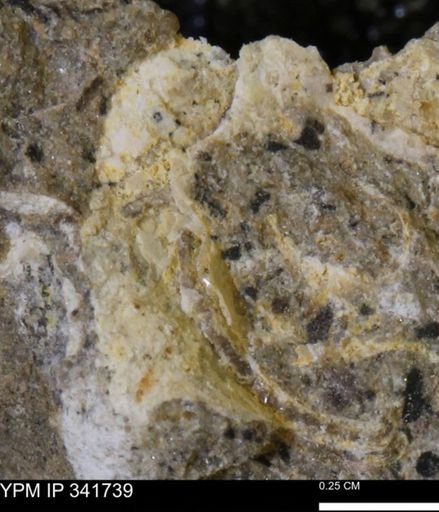 Scaphites sp.