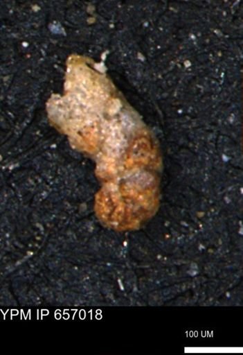 Ammobaculites obliquus