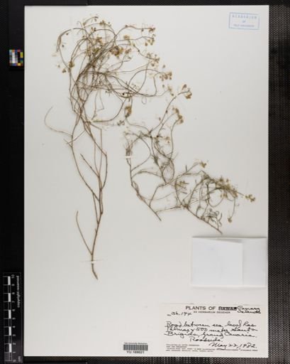Plantae