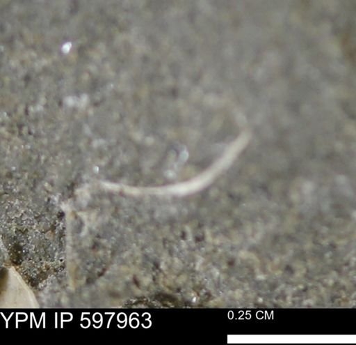 Limopsis striatopunctatus