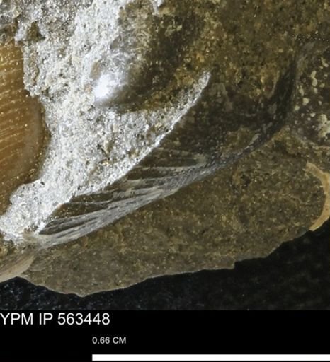 Limopsis striatopunctatus