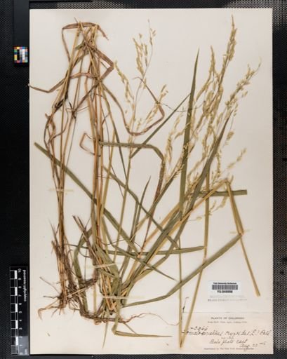 Leersia oryzoides