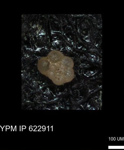 undet. Globigerinina